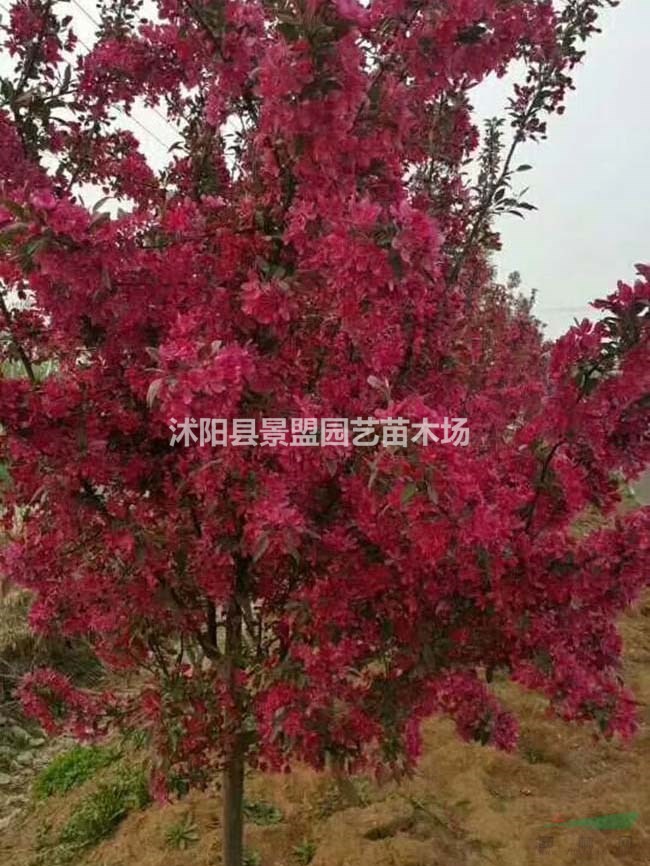 哪里有3公分4公分5公分北美海棠苗木出售？