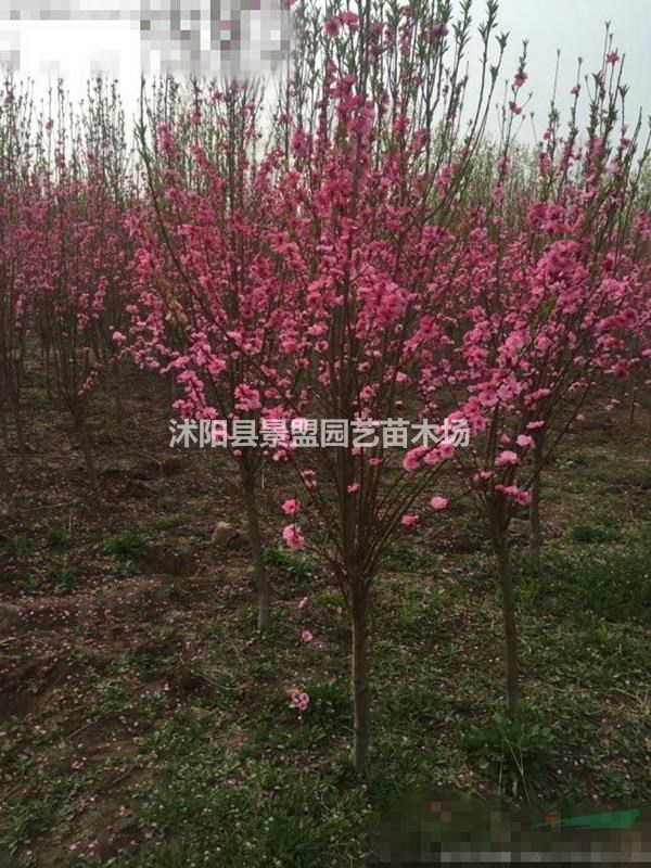 5公分6公分7公分龍柱碧桃價格哪里便宜？