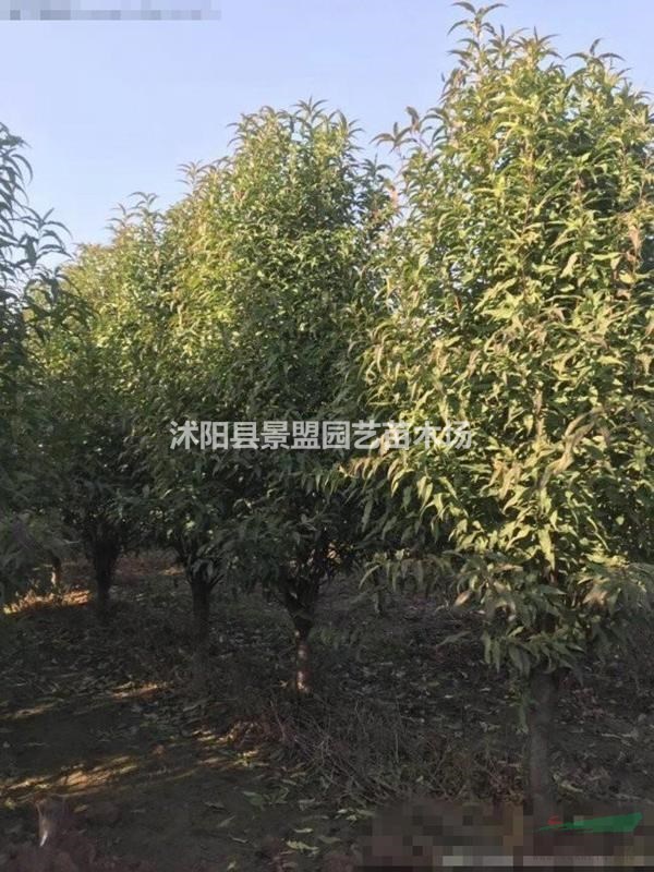 5公分6公分7公分龍柱碧桃價格哪里便宜？
