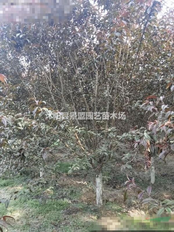 8公分9公分10公分紅花碧桃供應商新報價