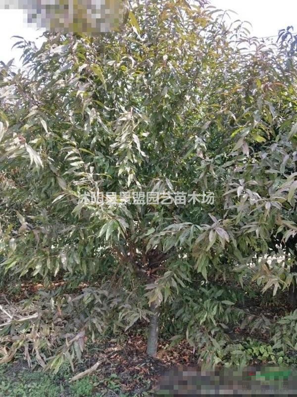8公分9公分10公分紅花碧桃供應商新報價