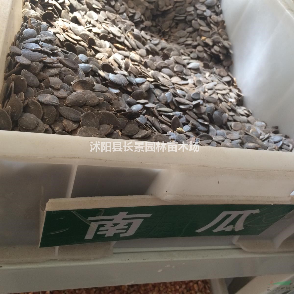南瓜種子價(jià)格，南瓜種子哪里有賣？