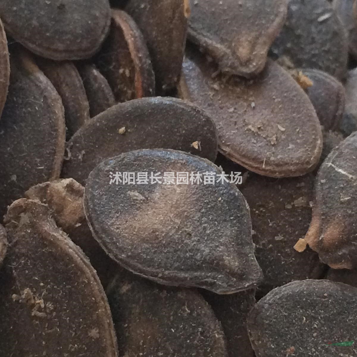 南瓜種子價(jià)格，南瓜種子哪里有賣？