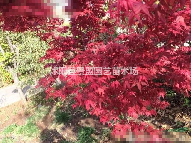 6公分7公分8公分日本紅楓價格哪里便宜？