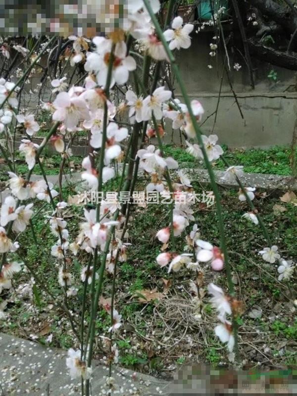 哪里有6公分7公分8公分垂梅種植基地？