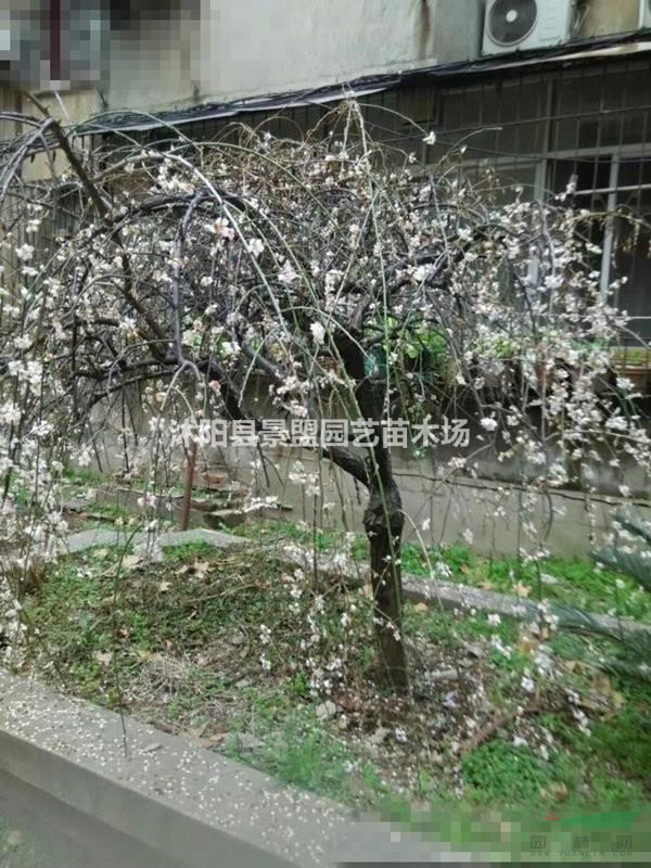 哪里有5公分6公分7公分垂梅苗木出售？