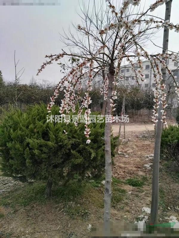 哪里有5公分6公分7公分垂梅苗木出售？