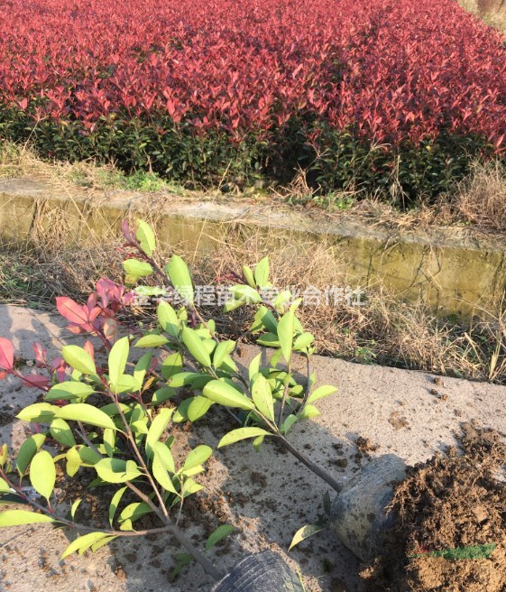 浙江紅葉石楠基地在哪里 金華紅葉石楠大杯苗產地批發(fā)價格多少錢