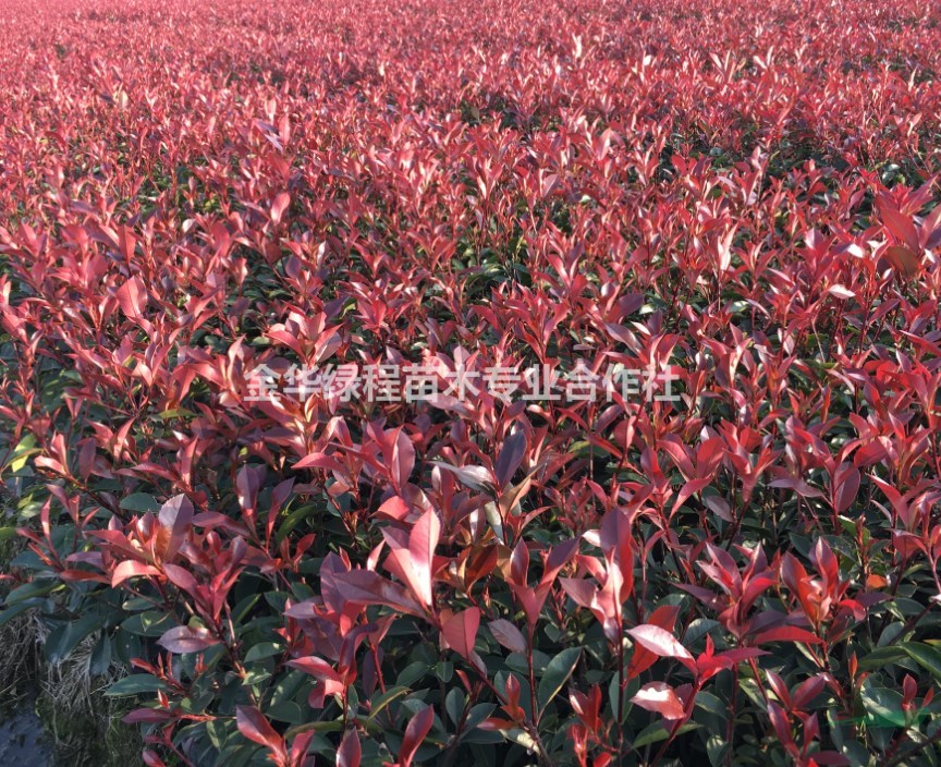 浙江紅葉石楠基地在哪里 金華紅葉石楠大杯苗產地批發(fā)價格多少錢