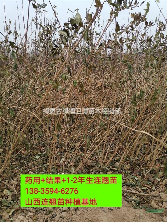 连翘苗产地+哪里有连翘苗出售+2年连翘苗价格？