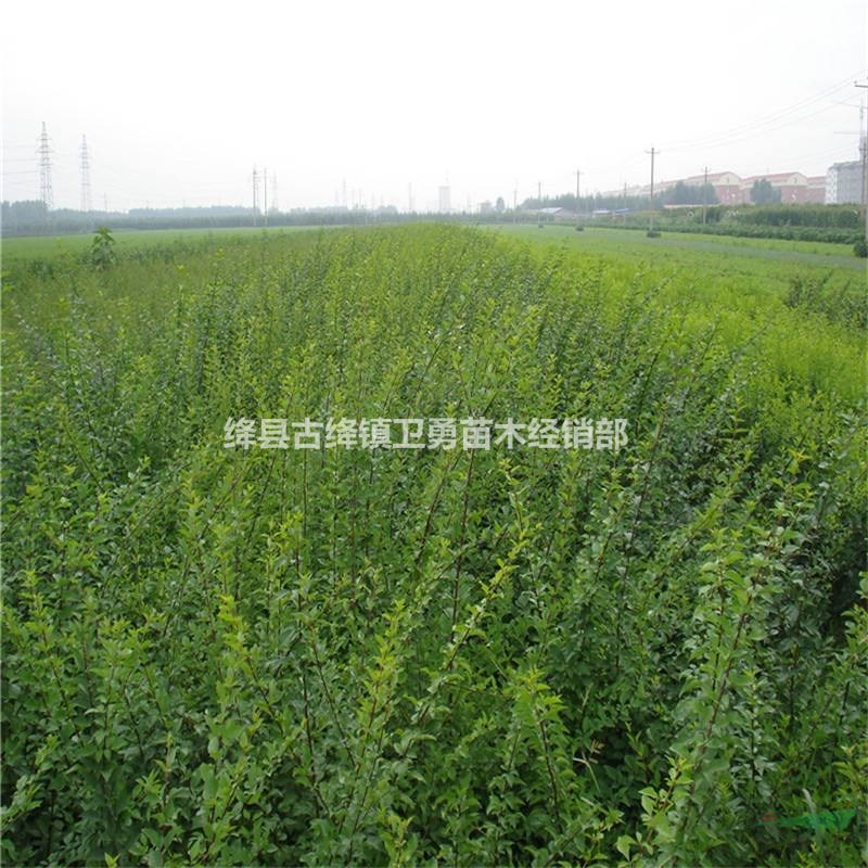 2年连翘苗价格+哪里有卖+山西产地规格齐全