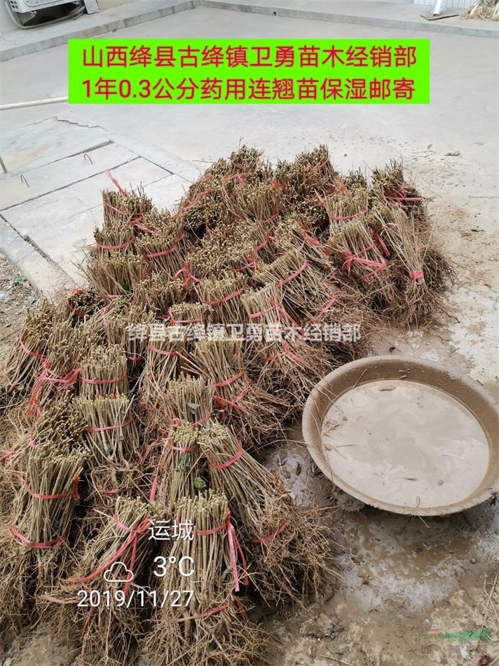 连翘苗产地山西//1-2-3年连翘苗价格低规格齐全