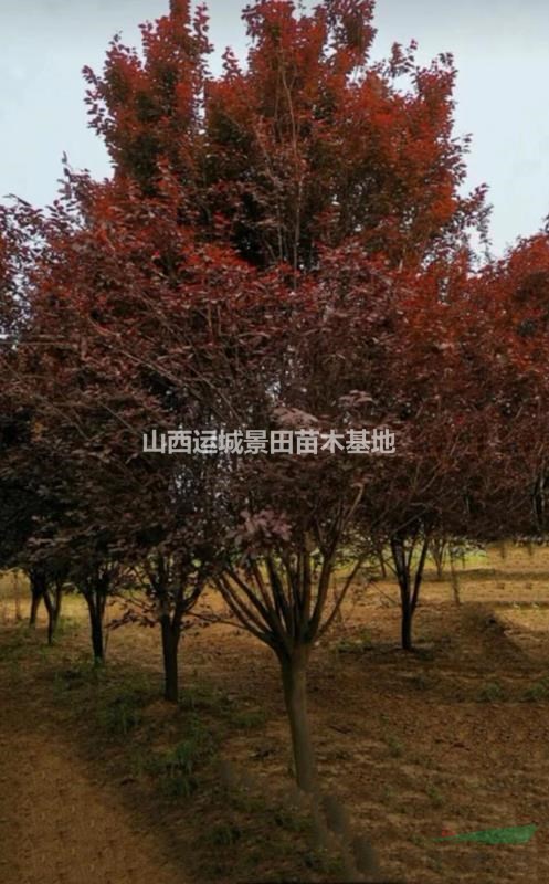 8公分紅葉李價(jià)格+10公分紅葉李價(jià)錢+12公分紅葉李報(bào)價(jià)供應(yīng)