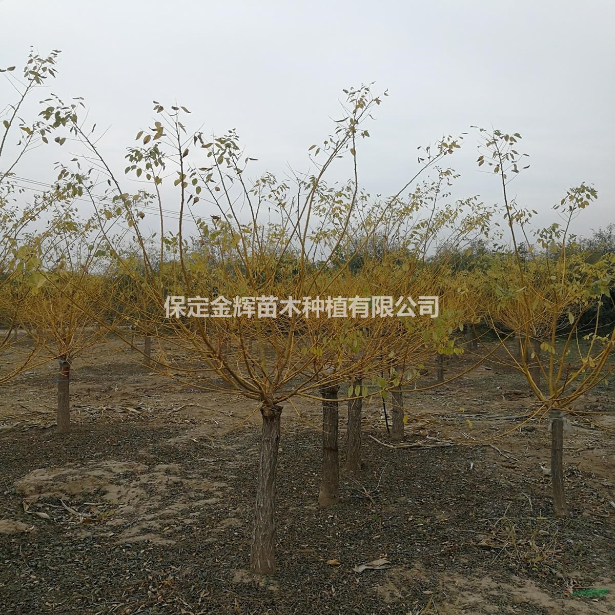 哪有賣黃金槐的黃金槐綠化苗木批發(fā)商