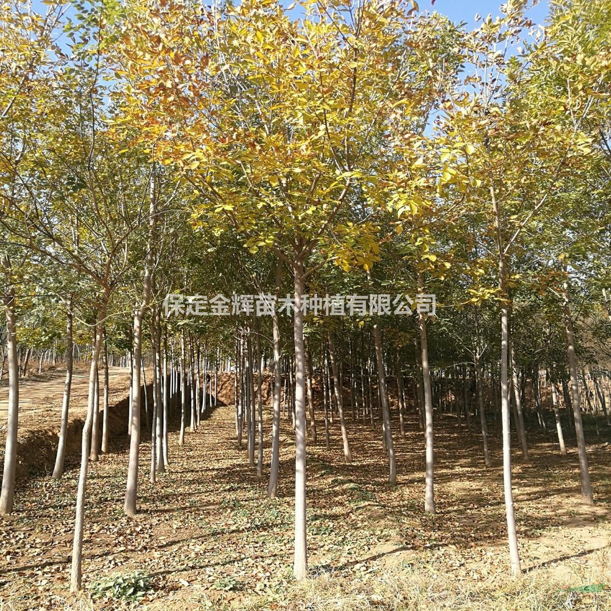 哪有賣白蠟樹的哪里的白蠟樹量大