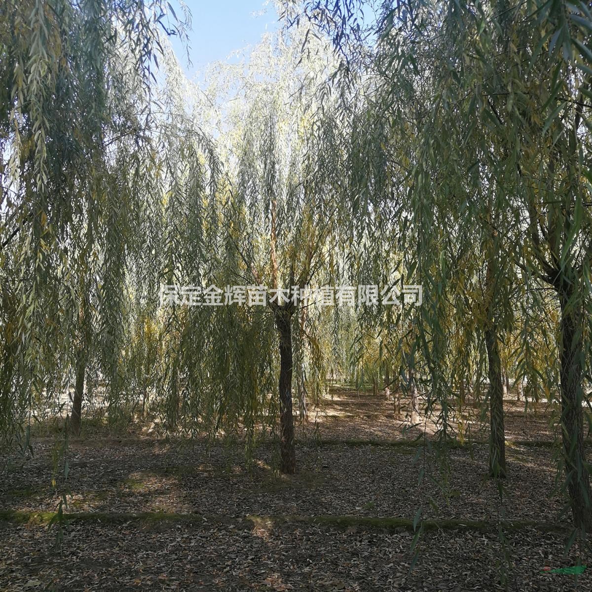 河北垂柳種植市場(chǎng)在哪哪有賣垂柳樹的