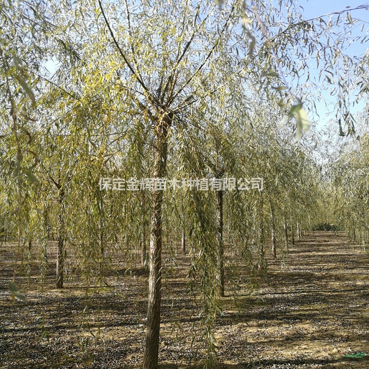河北垂柳種植市場(chǎng)在哪哪有賣垂柳樹的