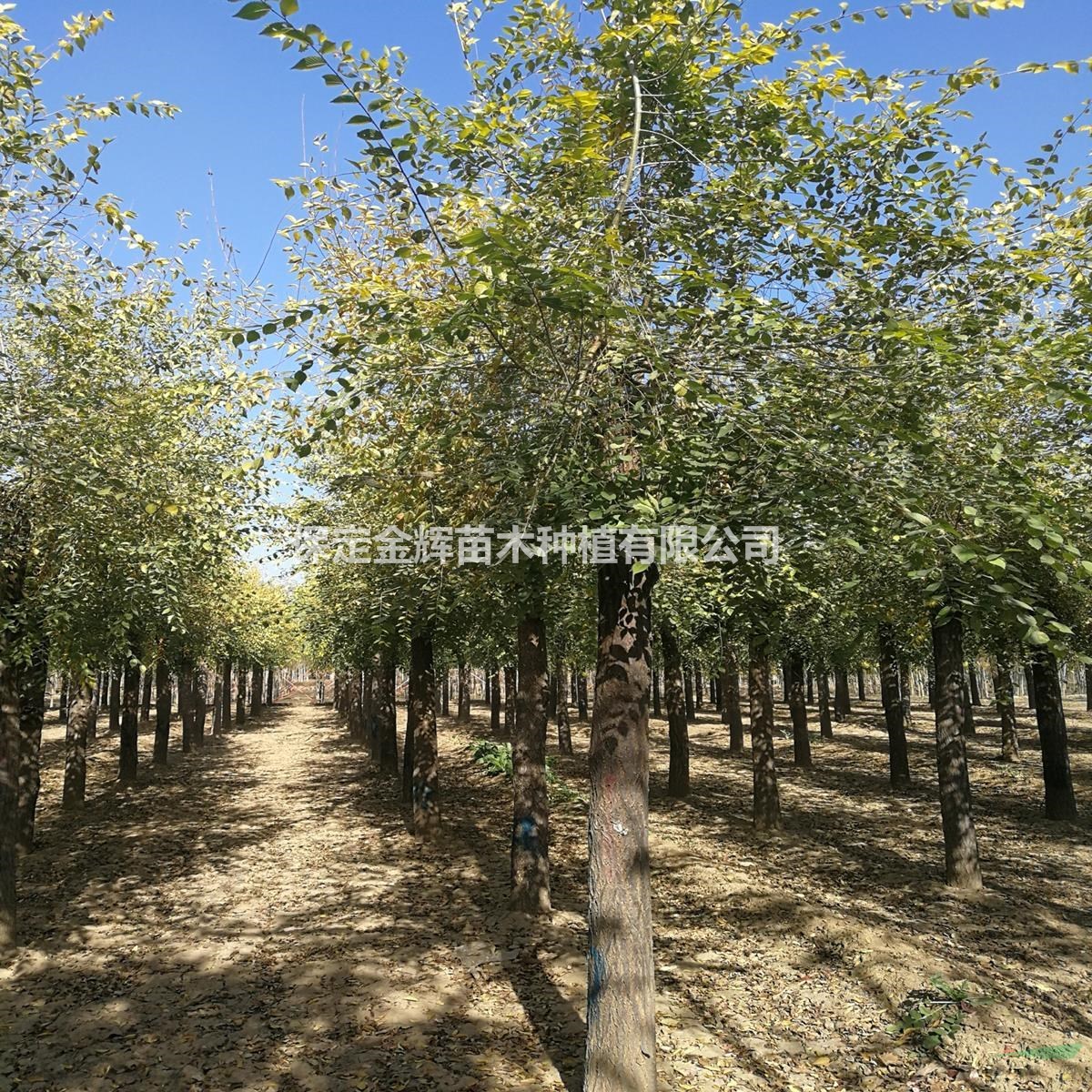 哪的金葉榆多哪的金葉愉便宜