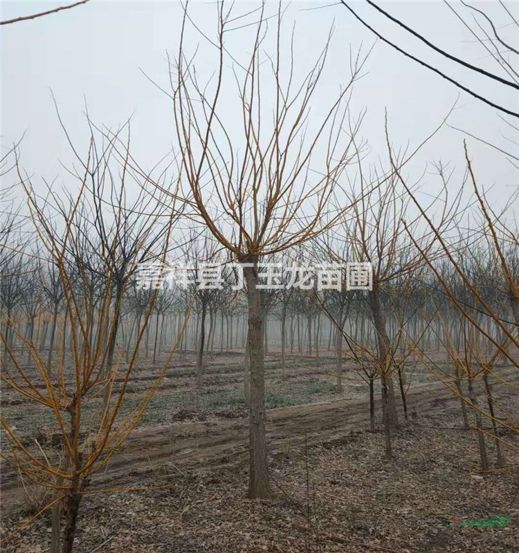 金枝槐8公分多少錢一棵