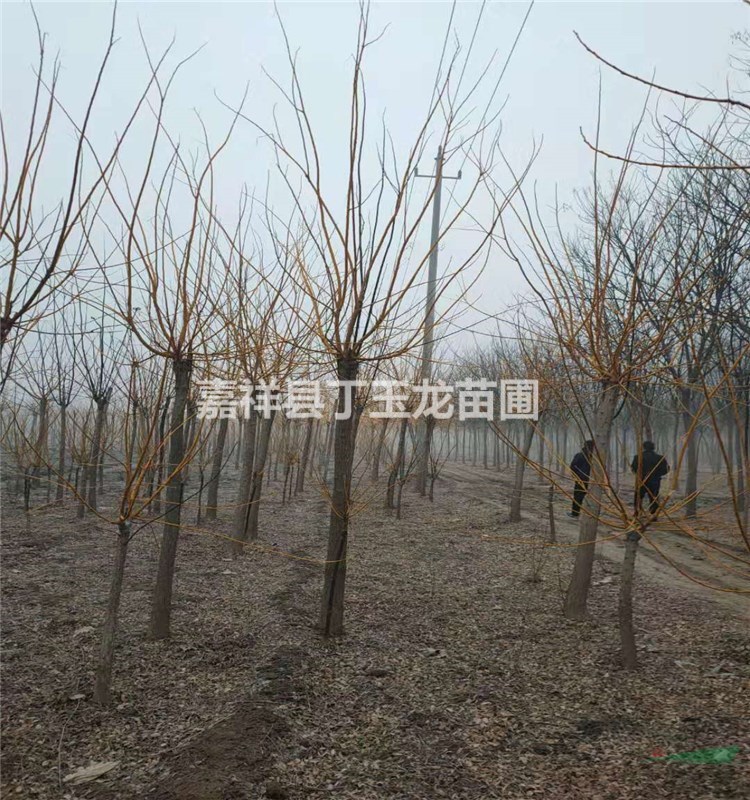 金枝槐8公分多少錢一棵
