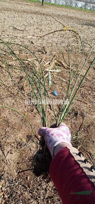 迎春花和金钟连翘 东北连翘如何区分