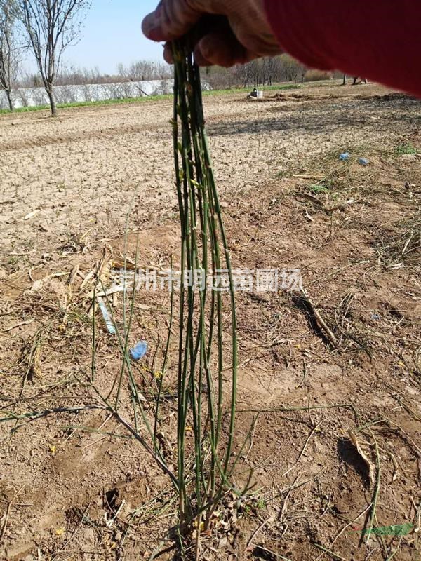 迎春花和金钟连翘 东北连翘如何区分