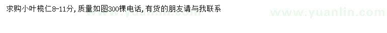 求購(gòu)8-11公分小葉欖仁