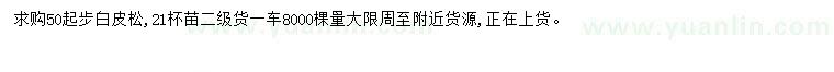 求購50公分起步白皮松