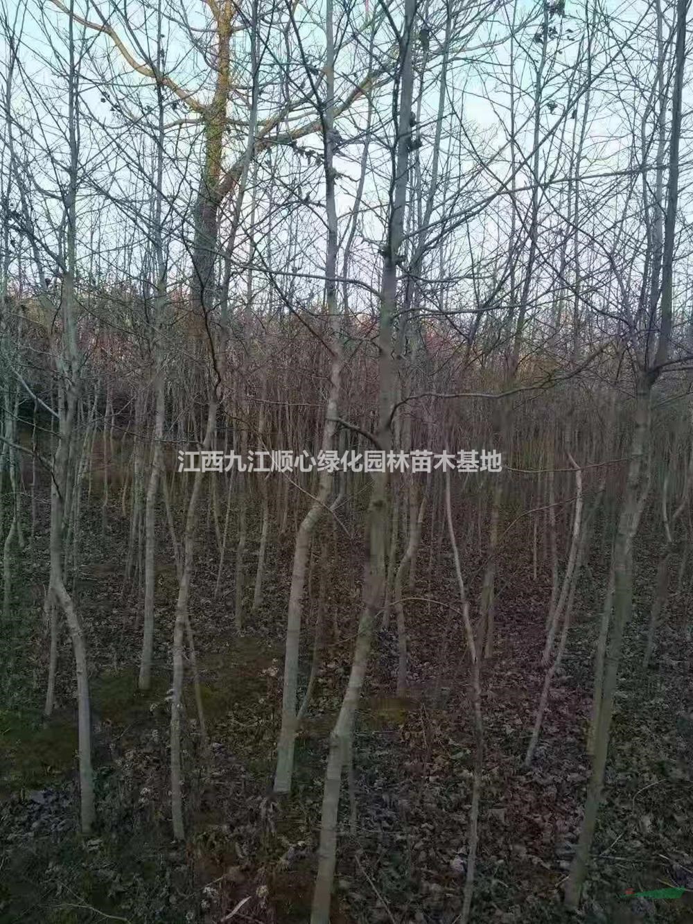 江西楓香 九江楓香基地 楓香農(nóng)戶(hù)直銷(xiāo)圖片/江西楓香 九江楓香基地 楓香農(nóng)戶(hù)直銷(xiāo)報(bào)價(jià)