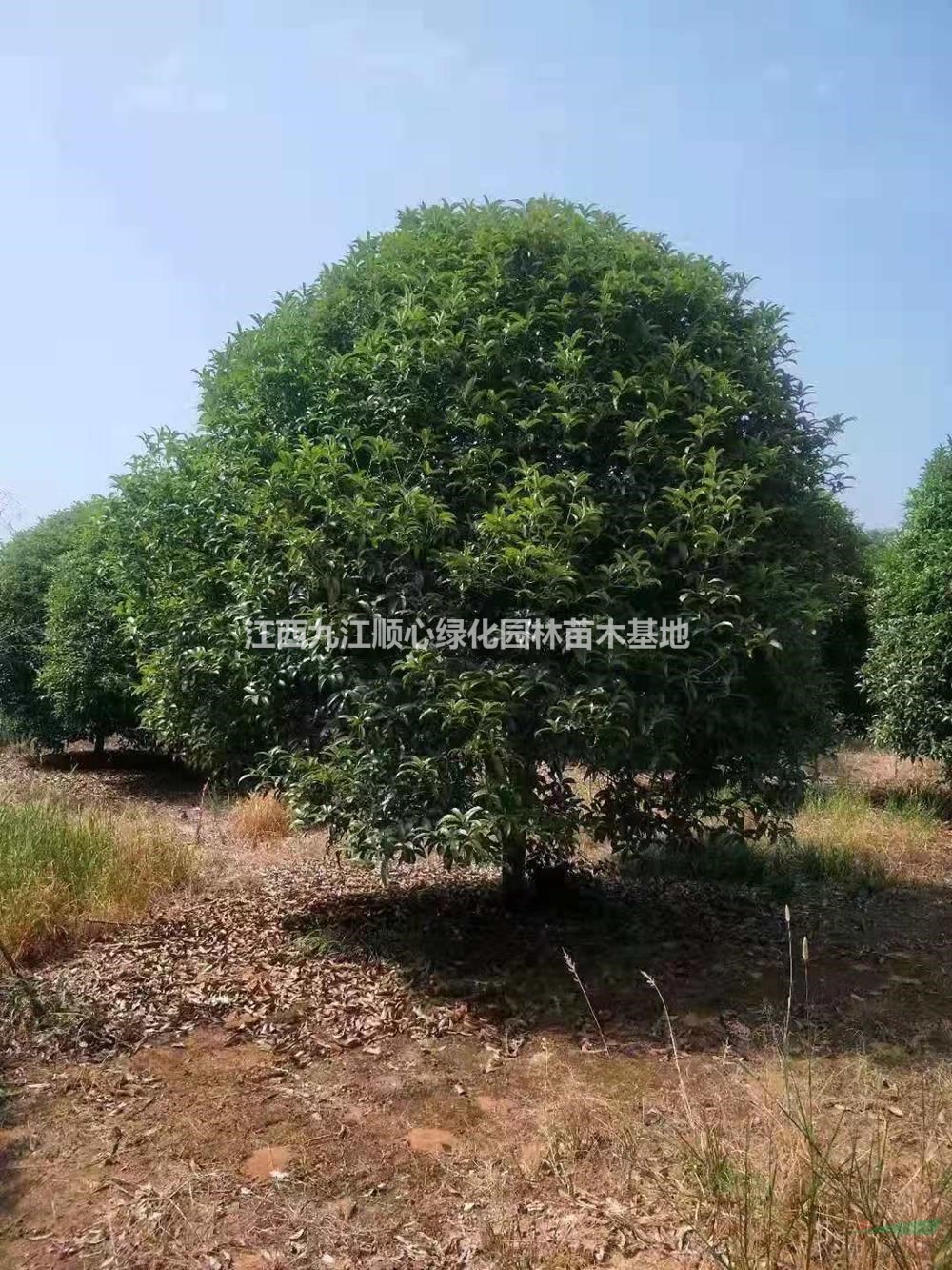 大小規(guī)格江西桂花樹  九江桂花價(jià)格 桂花低價(jià)供應(yīng)基地