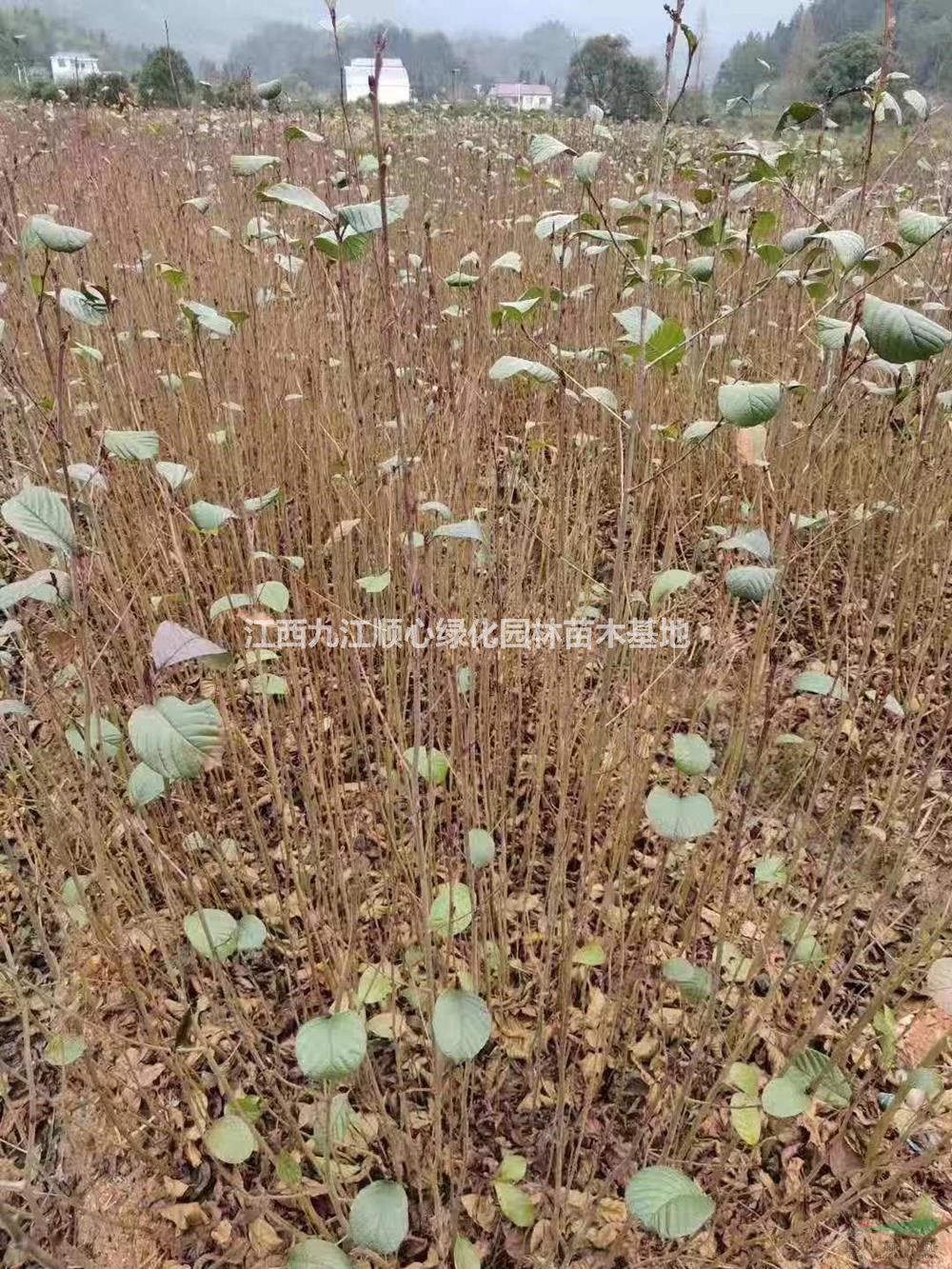 優(yōu)質(zhì)特價江南榿木當年苗 江南榿木杯苗 江西江南榿木小苗產(chǎn)地直銷