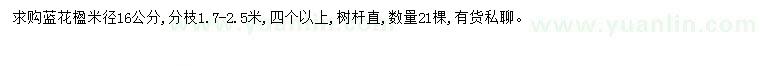 求購米徑16公分藍花楹