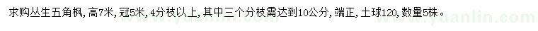 求購(gòu)高7米叢生五角楓