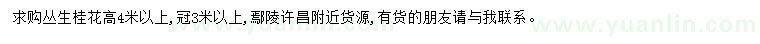 求購高4米以上叢生桂花