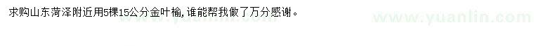 求購15公分金葉榆