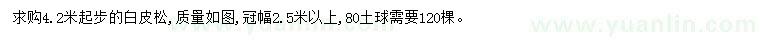 求購4.2米起步白皮松