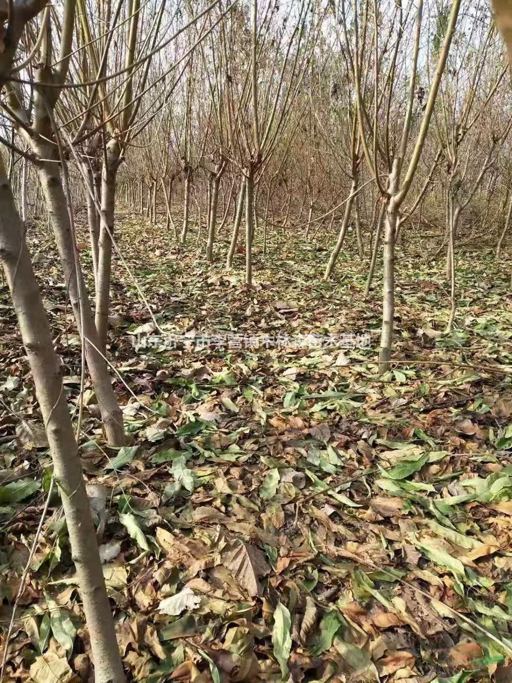 优质特价桃树 山东桃树基地 济宁桃树产地直销