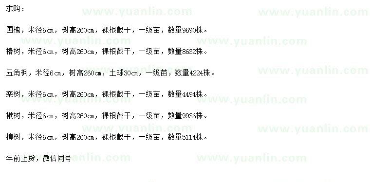 求購國槐、椿樹、五角楓等