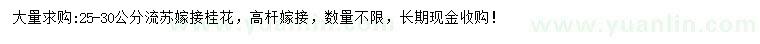 求購25-30公分桂花