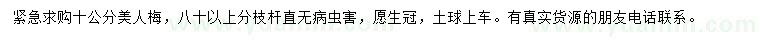 求購10公分美人梅
