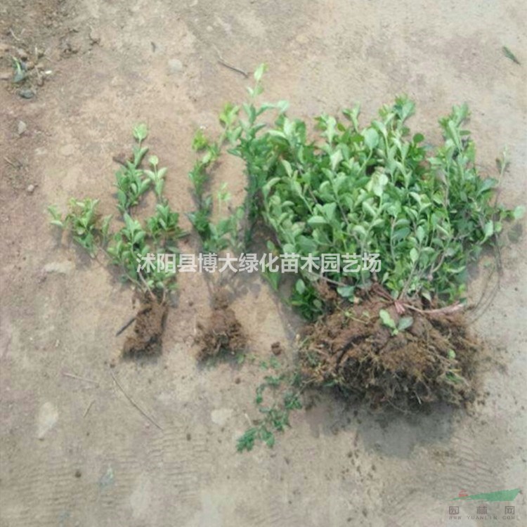 膠東衛(wèi)矛價(jià)格 膠東衛(wèi)矛產(chǎn)地 膠東衛(wèi)矛圖片 綠化工程苗木