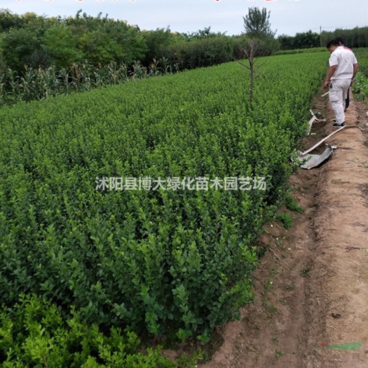 膠東衛(wèi)矛價(jià)格 膠東衛(wèi)矛產(chǎn)地 膠東衛(wèi)矛圖片 綠化工程苗木
