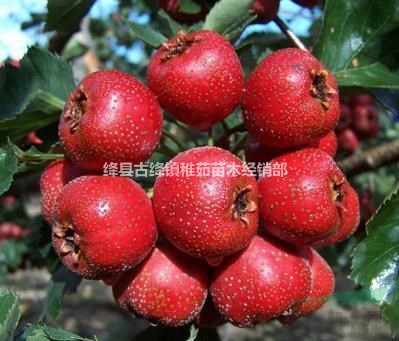 出售13公分山楂樹~15公分山楂樹~18公分山楂樹_量大