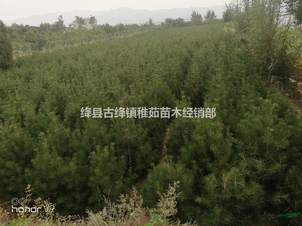 占地2米白皮松價格~~目前占地2米白皮松批發(fā)價格
