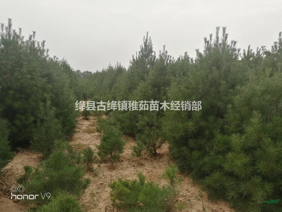 占地2米白皮松價格~~目前占地2米白皮松批發(fā)價格