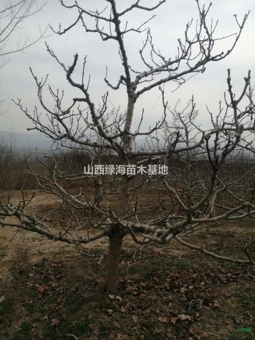 今年山楂樹多少錢一顆  15公分山楂樹基地批發(fā)價格