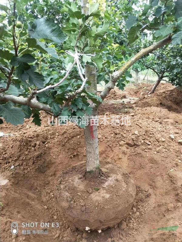 今年山楂樹多少錢一顆  15公分山楂樹基地批發(fā)價格