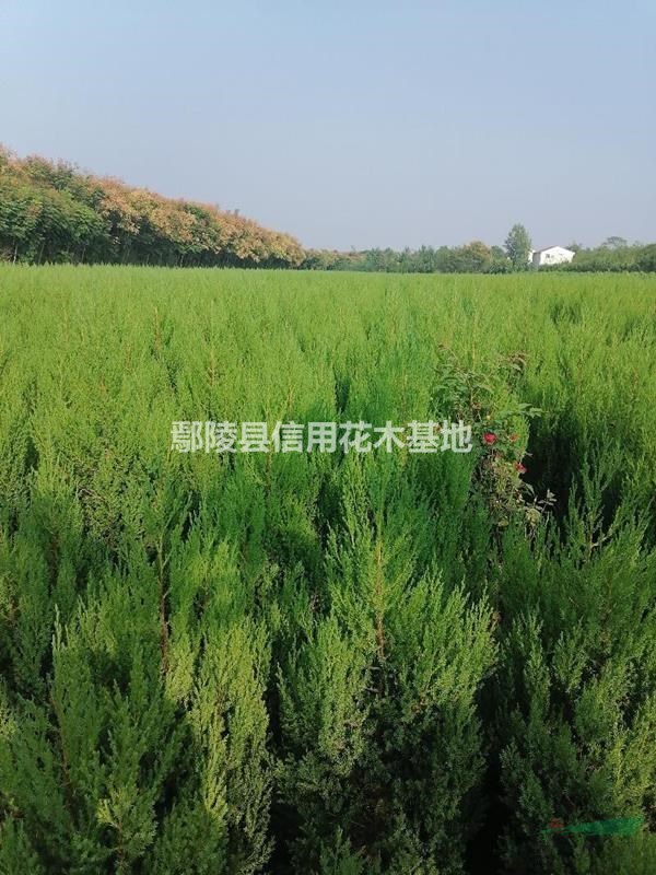 河南松柏80公分