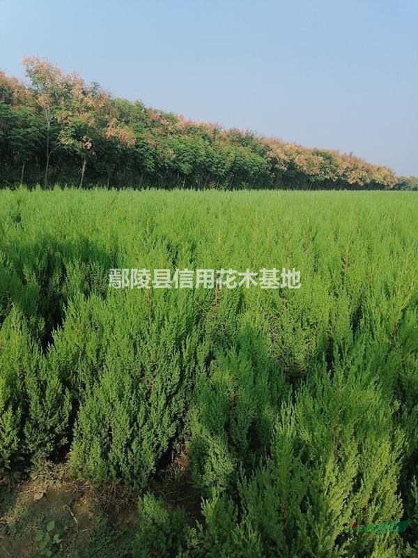 河南松柏80公分