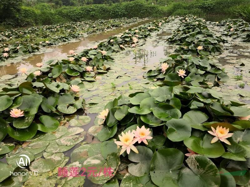 重庆地区睡莲基地直发工程苗